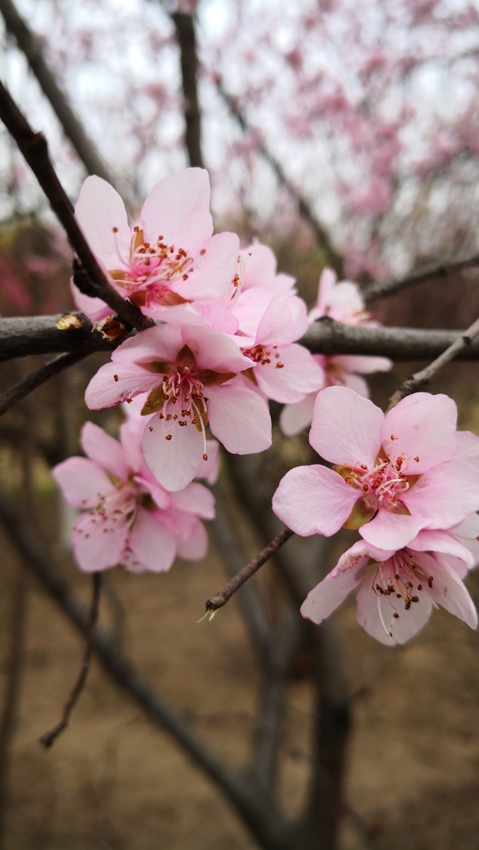 大明宫国家遗址公园野山桃花! - 秋意浓xian - 图虫