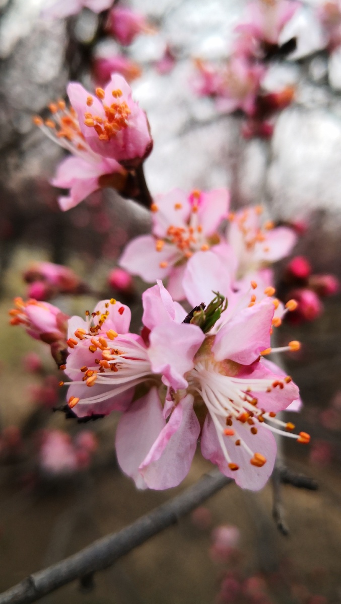 大明宫国家遗址公园野山桃花! - 秋意浓xian - 图虫