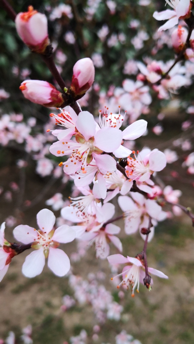 大明宫国家遗址公园野山桃花! - 秋意浓xian - 图虫