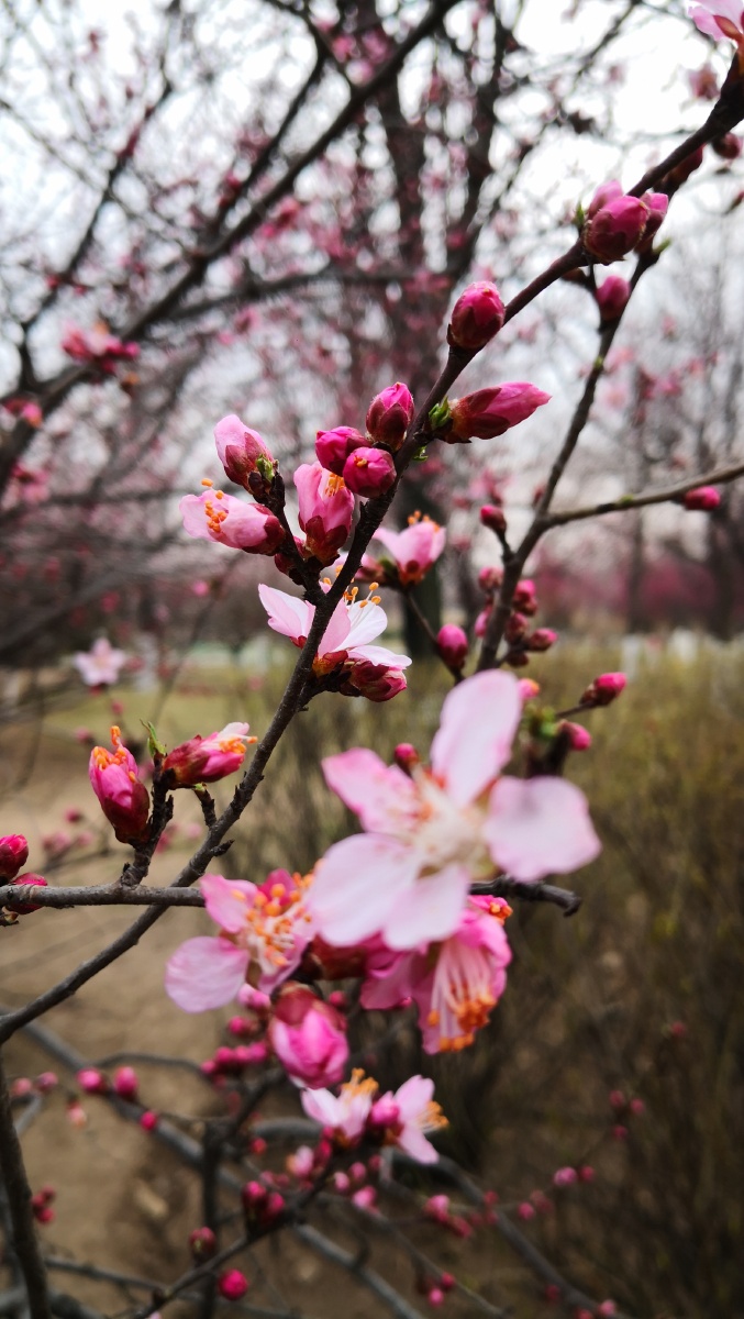 大明宫国家遗址公园野山桃花! - 秋意浓xian - 图虫