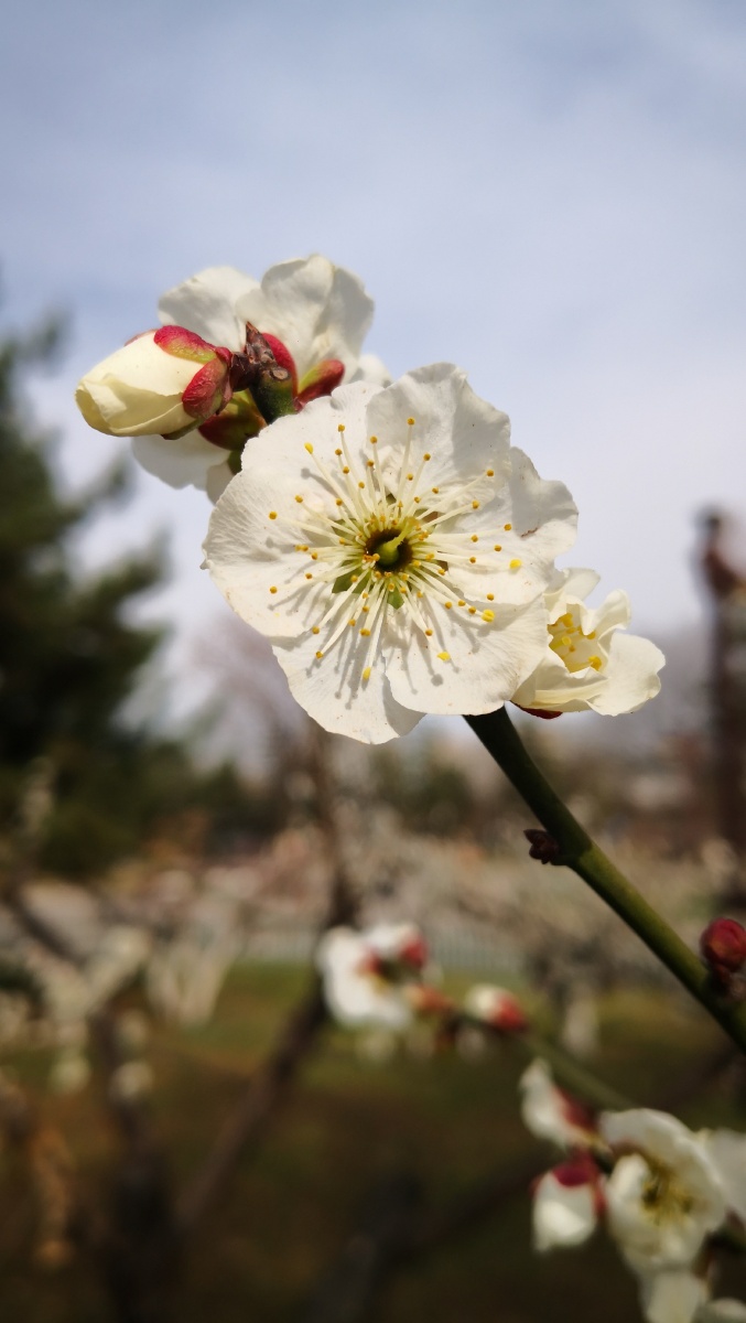 雪白的白色梅花