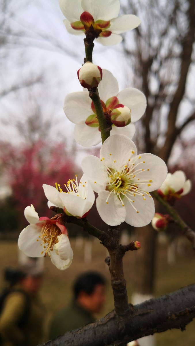 白色梅花