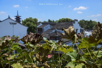 寒山寺·眺望