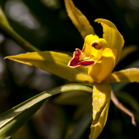 大海诚标为雀兰的图博 - 大海诚 - 图虫摄影网