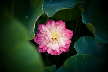 IMG_4666.jpg