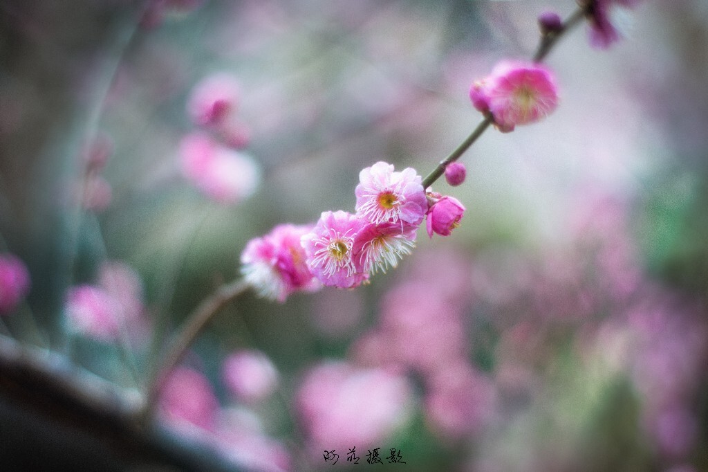 每年都要拍，今年在一家楼盘发现一株长势不错的，免得人挤人了！