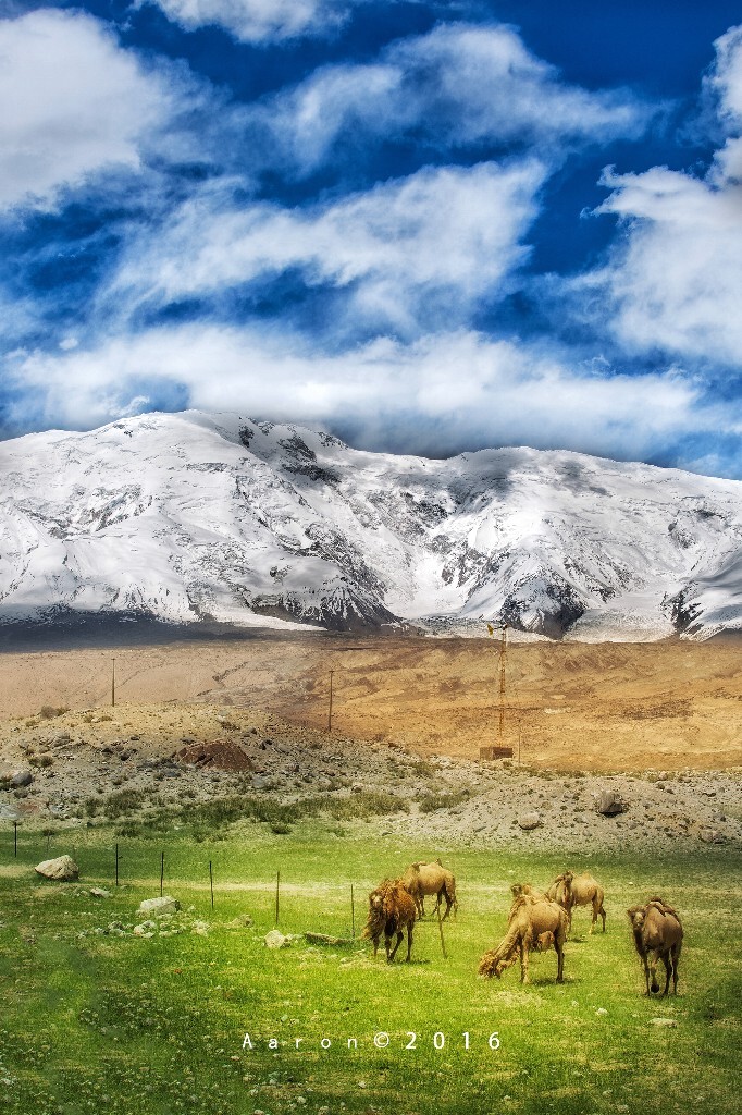白云悠悠，雪山巍峨，近处几只无主的骆驼悠闲的觅食散步，云开见日，阳光打在它们的身上。也许是嗅到我这个外来人的气味，它们开始警觉起来，抬起头谨慎的打量我。