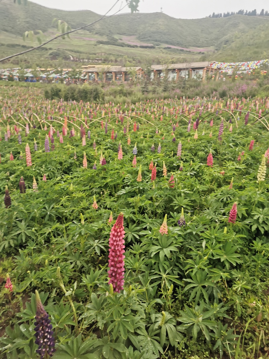 启东附近苗木种植基地