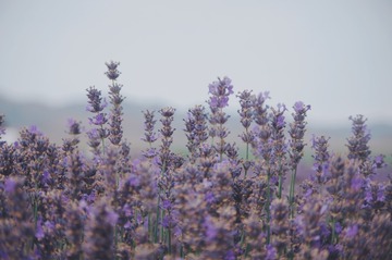 294378E5-A718-458D-846F-553A94ADFFC5/L0/001