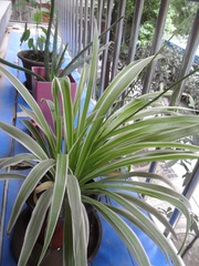 SAM_5201
