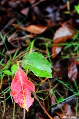 IMG_0707.jpg