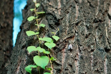 _MG_0589.jpg