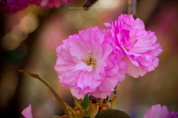 _MG_4303.jpg