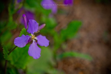 _MG_4307.jpg