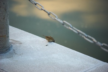 DSC00095_1