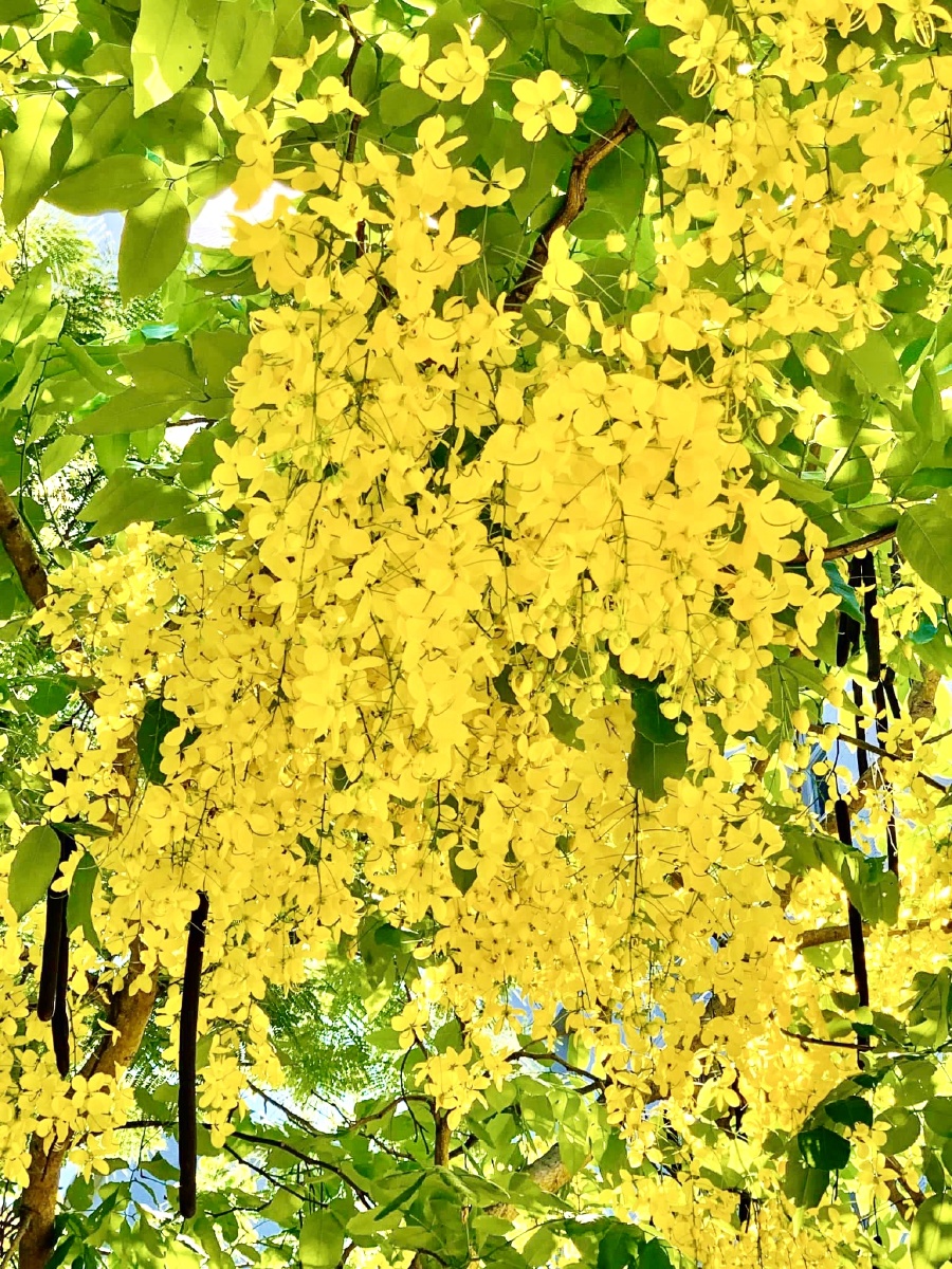 阿勃勒又名腊肠树