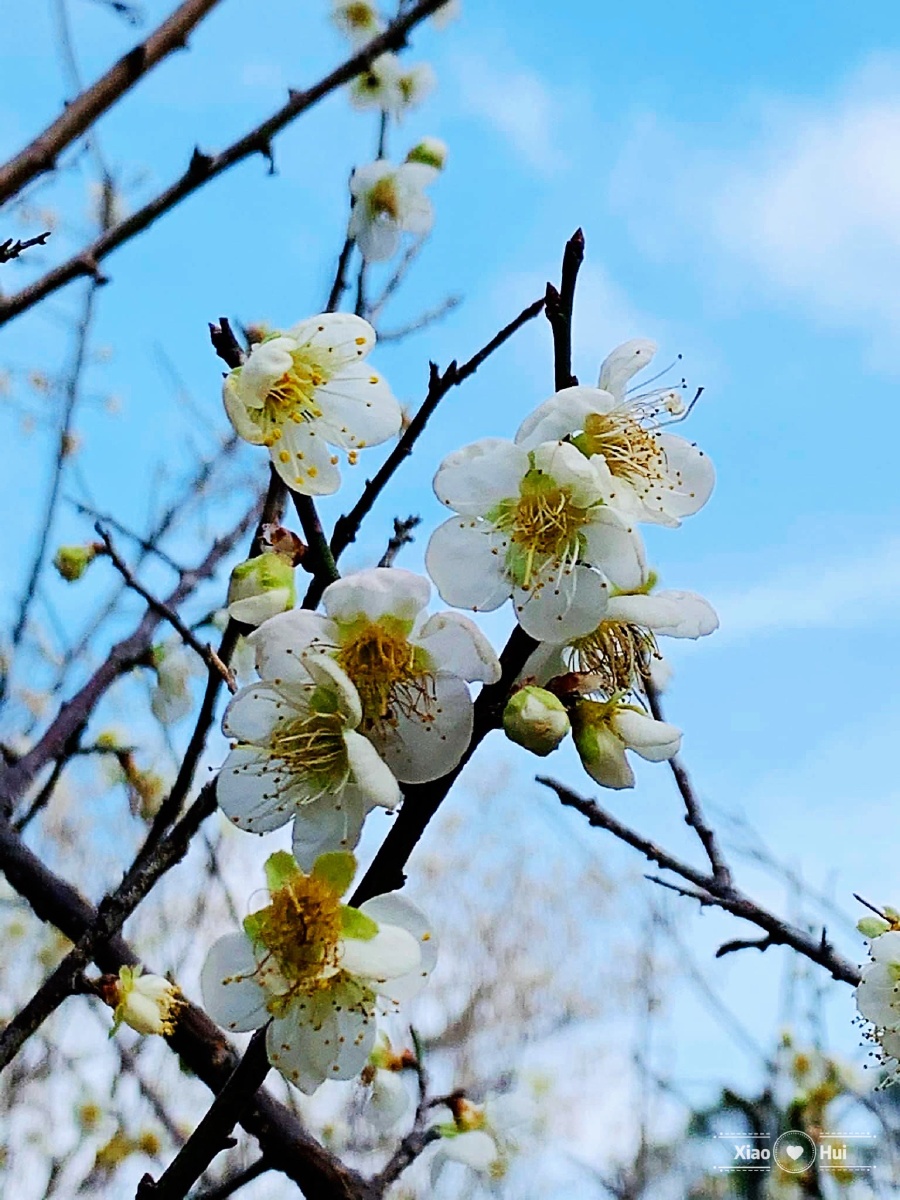 台湾桃园角板山梅花