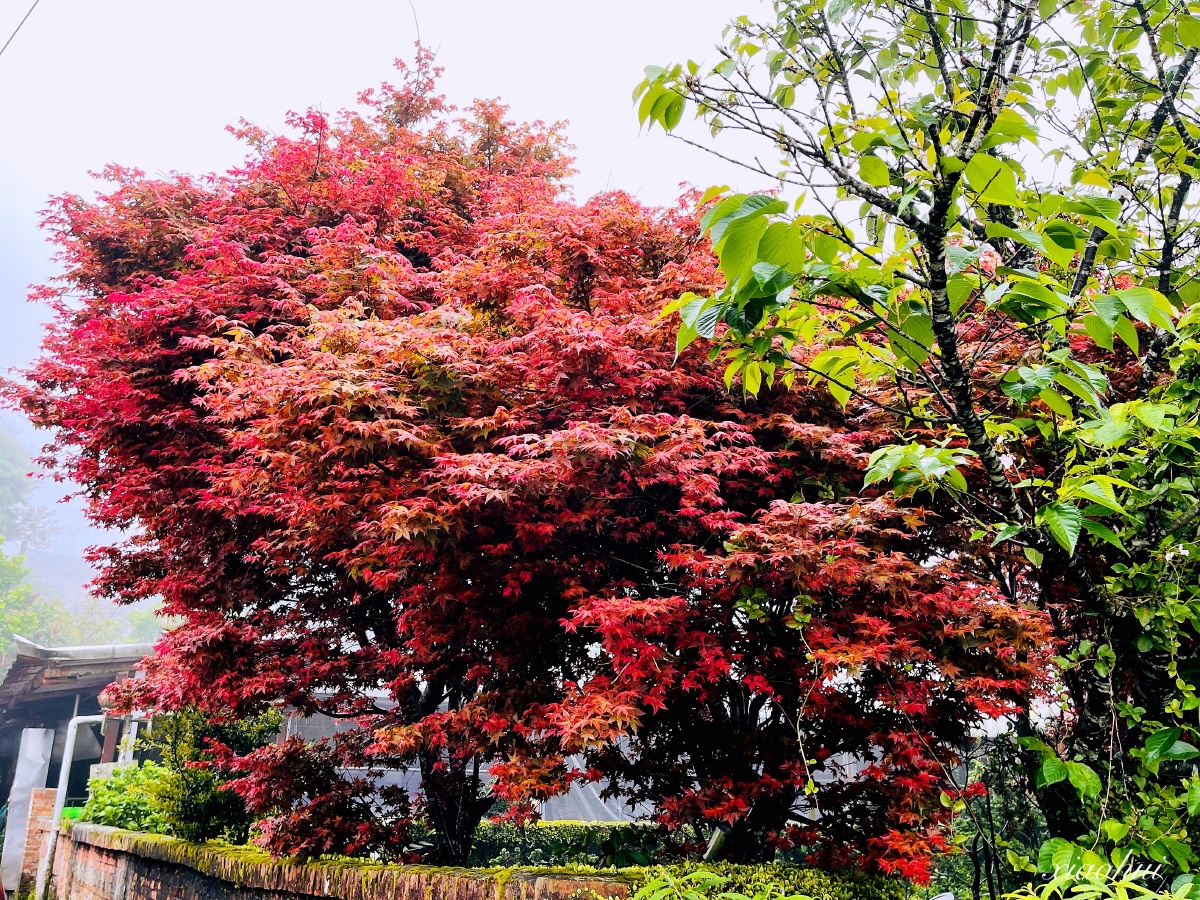台湾阳明山上雾中的槭枫红了