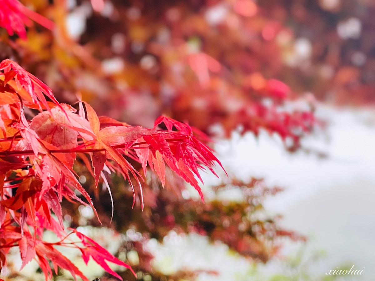 台湾阳明山上雾中的槭枫红了