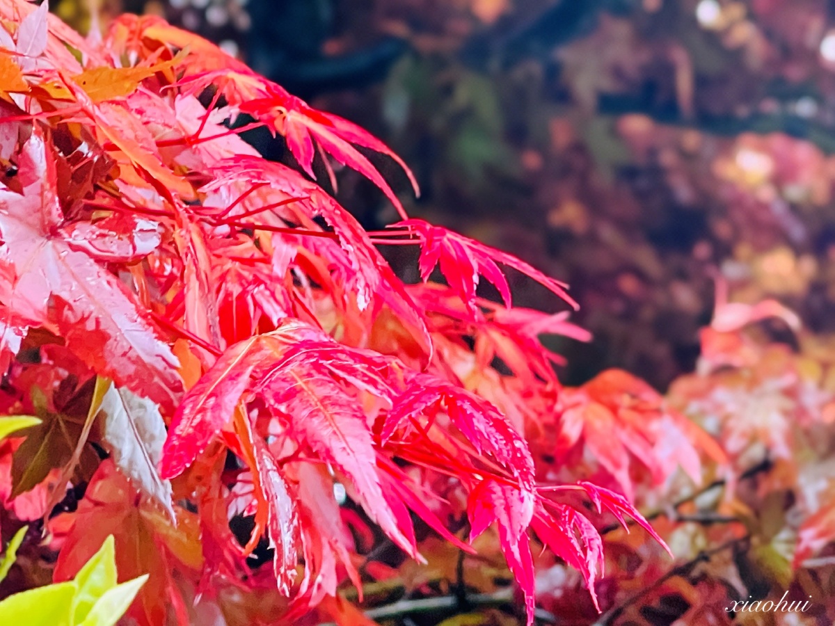 台湾阳明山上雾中的槭枫红了