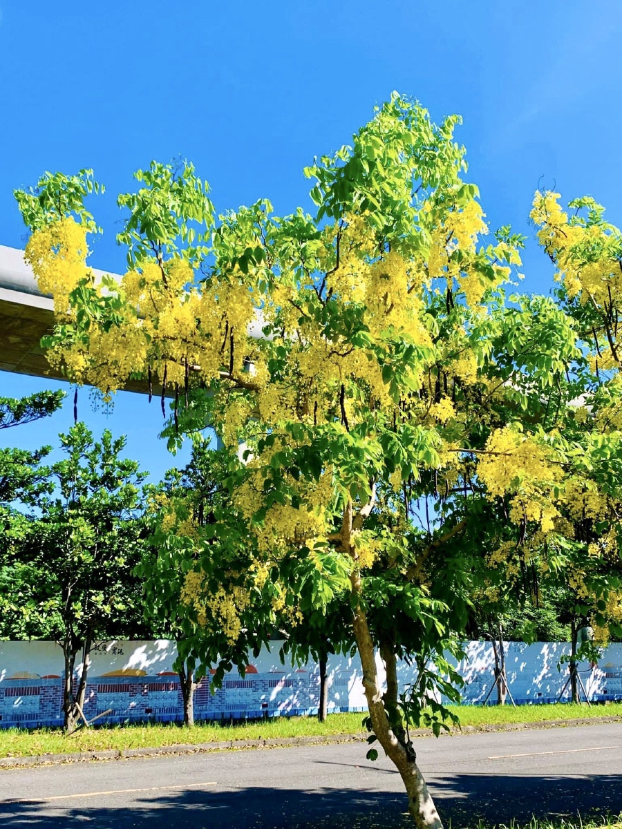 阿勃勒又名腊肠树