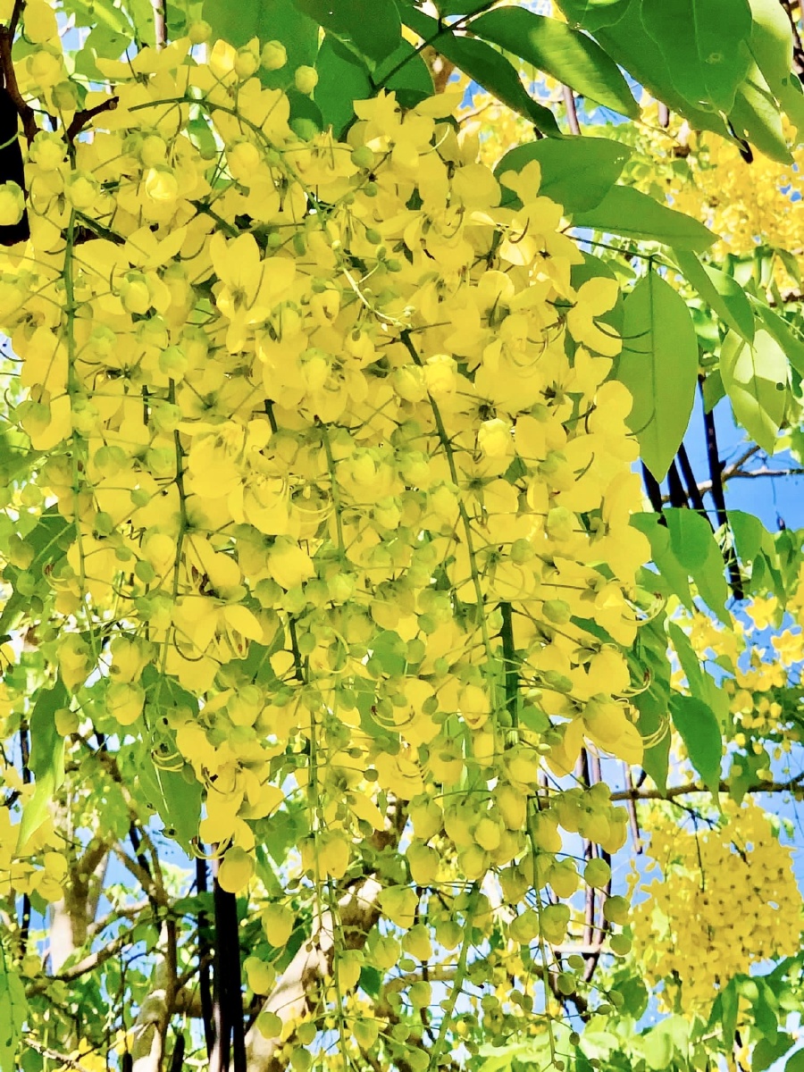 阿勃勒又名腊肠树