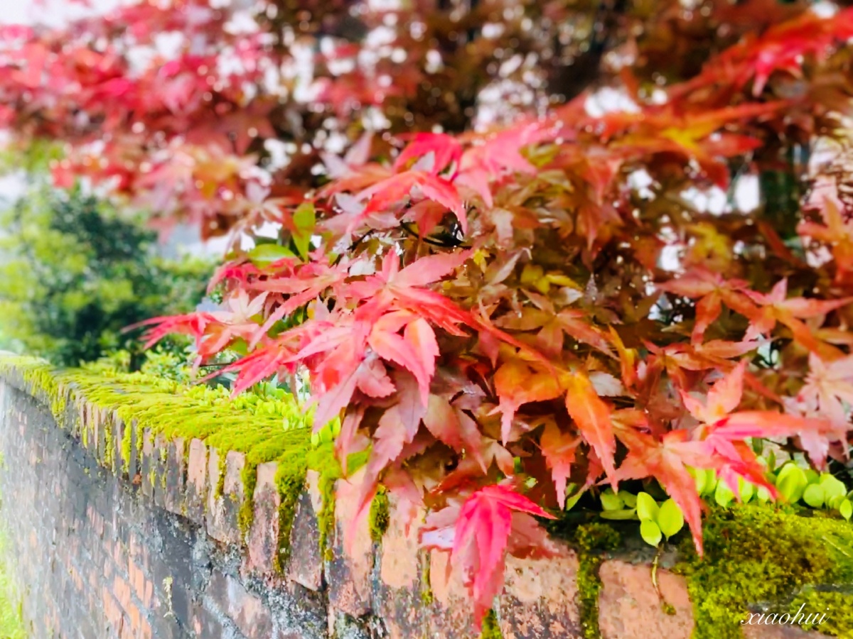 台湾阳明山上雾中的槭枫红了