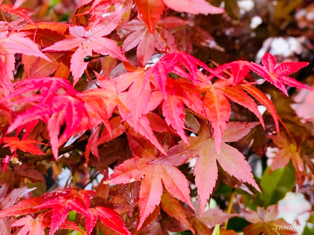 台湾阳明山上雾中的槭枫红了