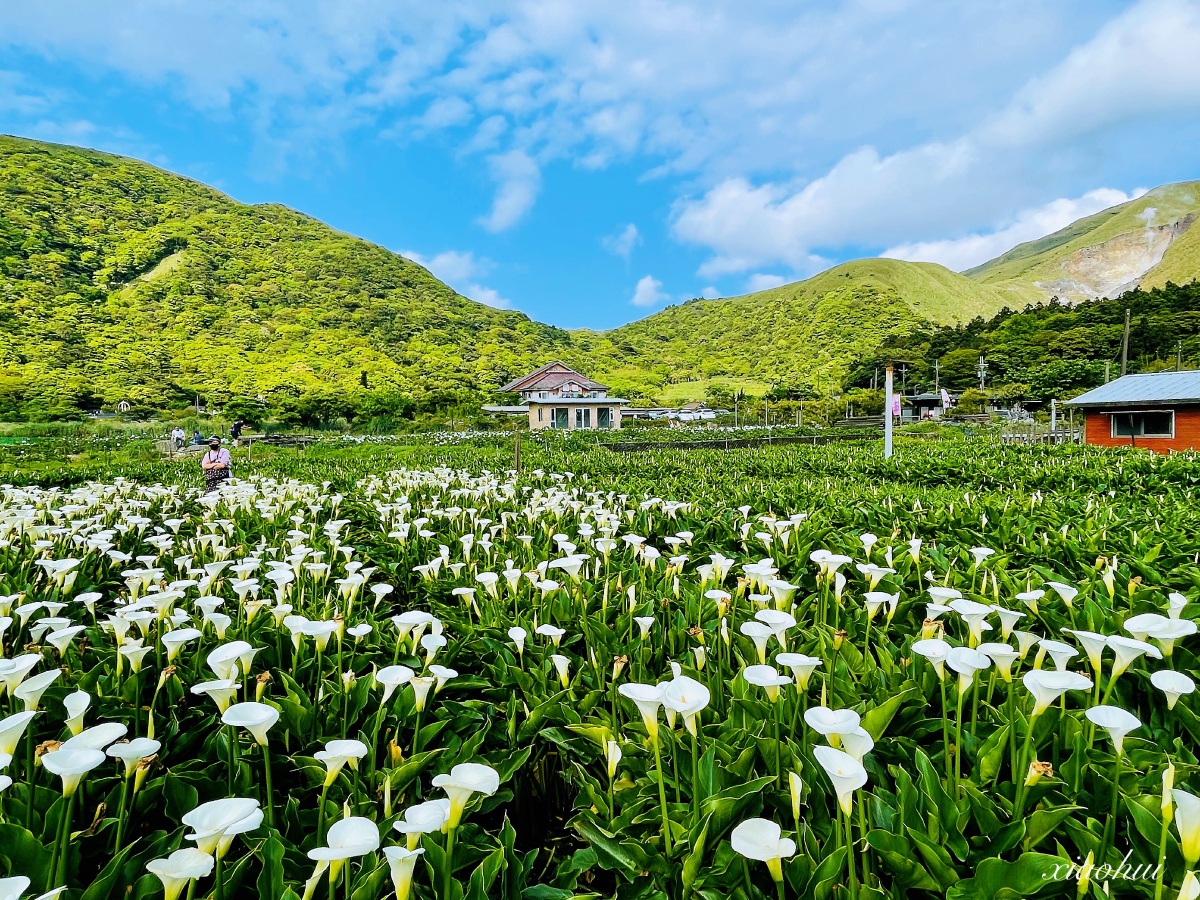 台北阳明山上竹子湖海芋花田
