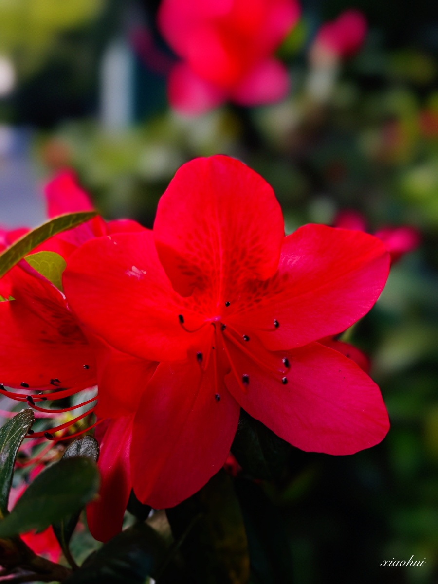 火红的杜鹃花(组图) - 走味的咖啡 - 图虫