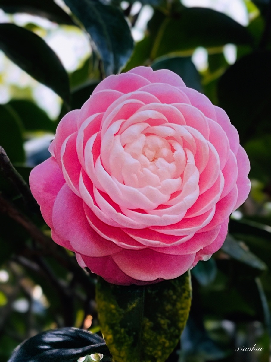 粉色山茶花