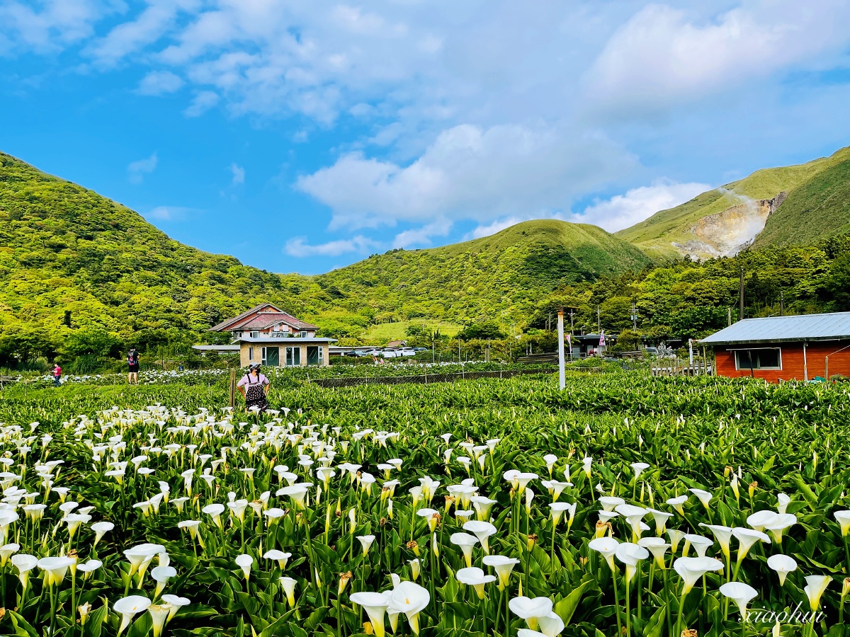 台北阳明山上竹子湖海芋花田 - 走味的咖啡 - 图虫