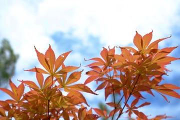 DSCF9406-1