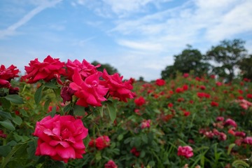 DSCF9413-1