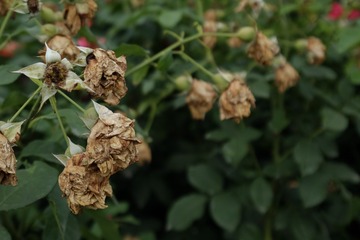 DSCF9418-1
