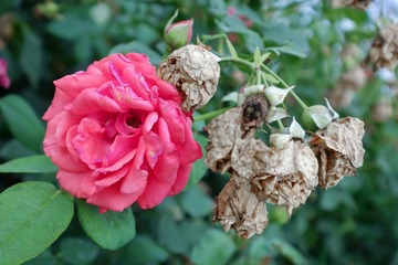 DSCF9421-1