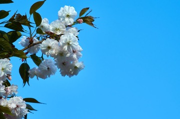 CO_DSC3726
