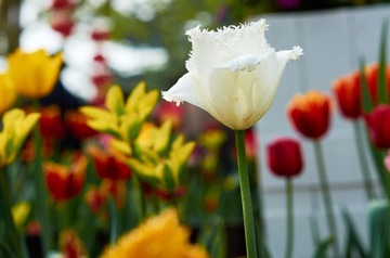 CO_DSC3817