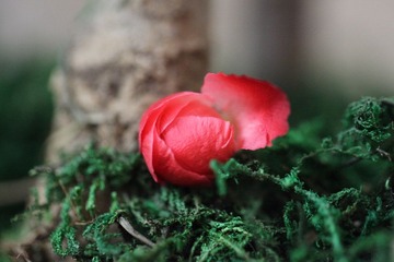 IMG_4241.JPG