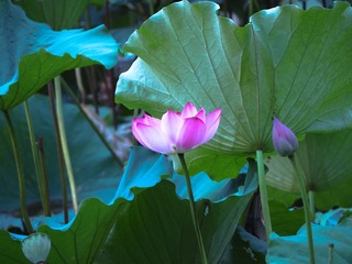 P7260102
