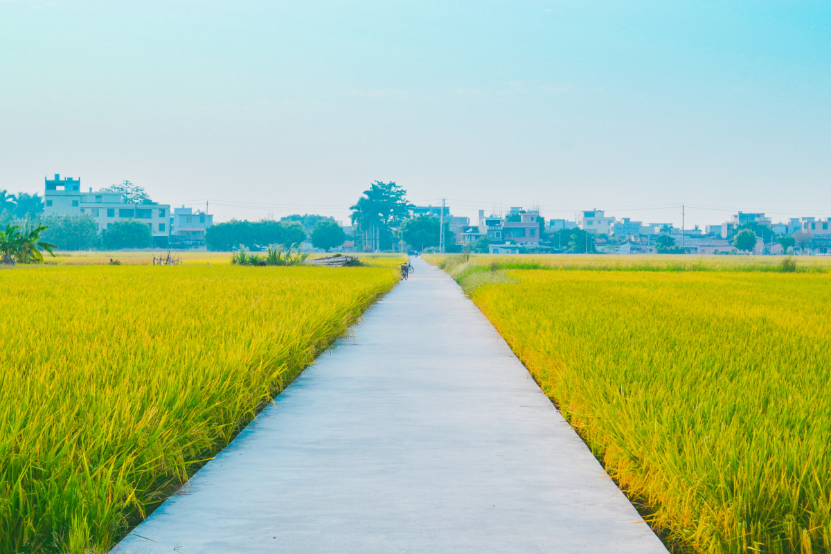 稻田与高速桥