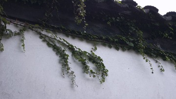 斜绿