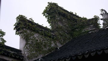 满墙的绿色