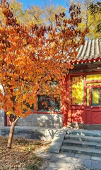 采屈屈的小草莓