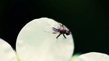 蝇