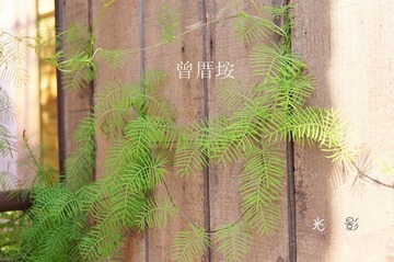 dsc00585_副本.jpg