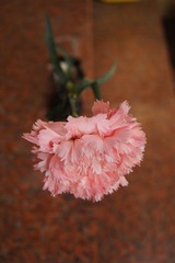 DSC06766.JPG