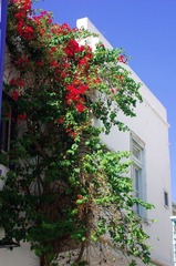 IMGP2675.jpg