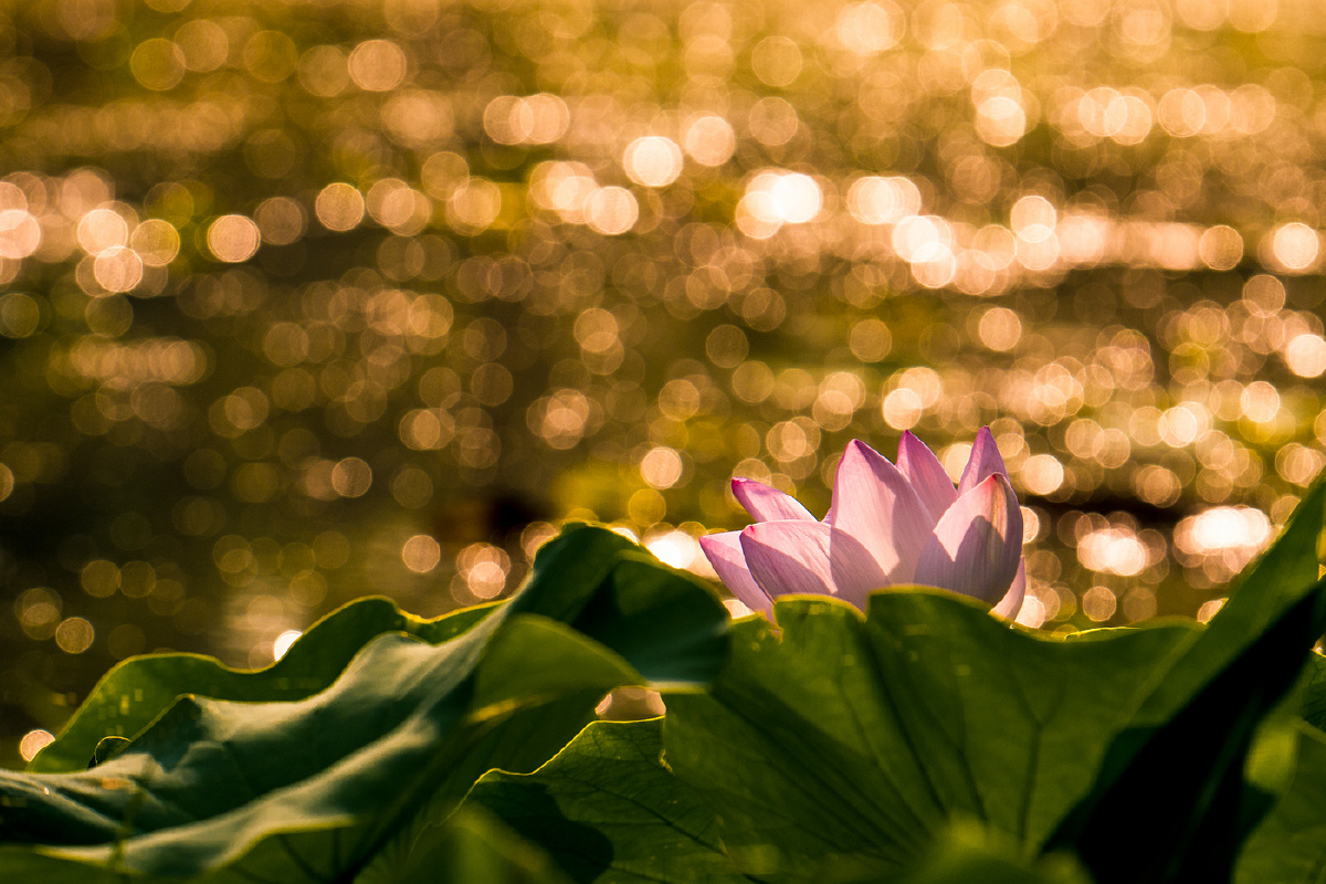 荷花 - 植物 - htht999 - 图虫摄影网