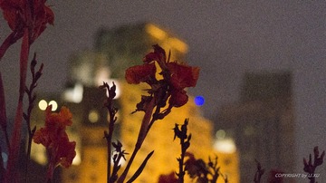 _DSC7977